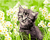 Kociak w stokrotki
