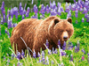 Niedźwiedź 30x40cm