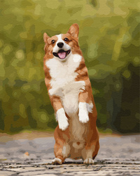 Radosny skaczący piesek corgi