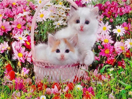 Kocięta w koszyku 20x30cm