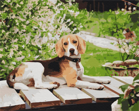 Długouchy przyjaciel