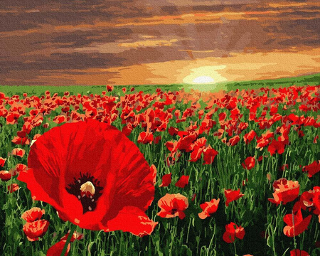 Zachód słońca nad polem maków