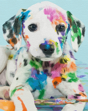 Dalmatyńczyk w farbie