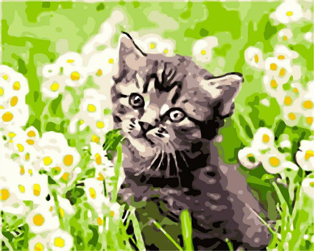 Kociak w stokrotki