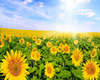 Słoneczniki w polu 20x30cm