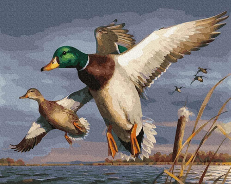 Kaczor i kaczka 40x50 cm