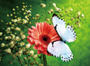 Motyl