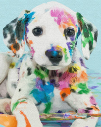 Dalmatyńczyk w farbie