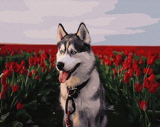 Husky w tulipanowym polu Malowanie po Numerach