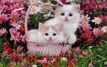 Kocięta W Różowym Koszyku