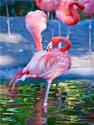 Stado flamingów