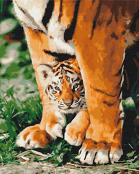Tygrysek W Potężnych Łapach Malowanie Po Numerach