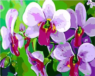 liliowe storczyki Malowanie Po Numerach